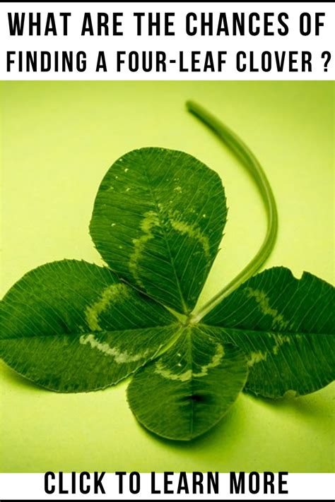 chances of finding a 4 leaf clover